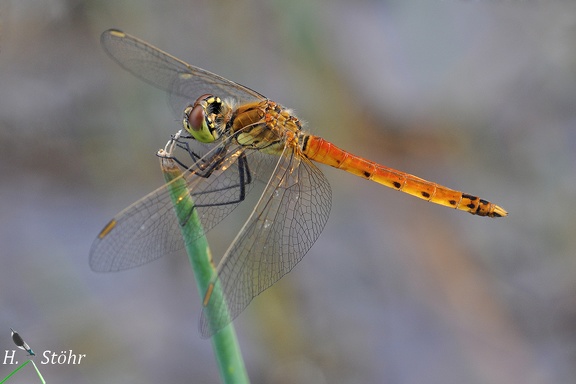 Sumpfheidelibelle (Sympetrum depressiusculum)